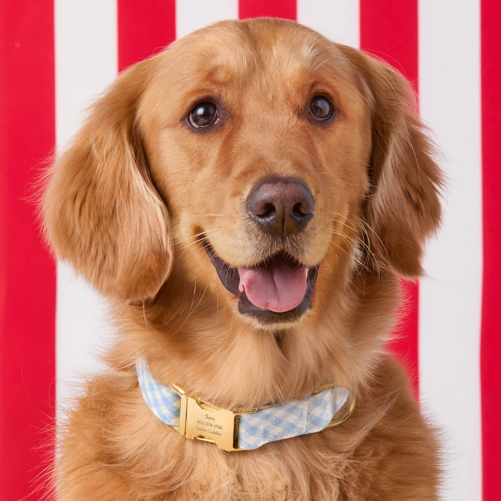 Sky Blue Gingham Dog Collar
