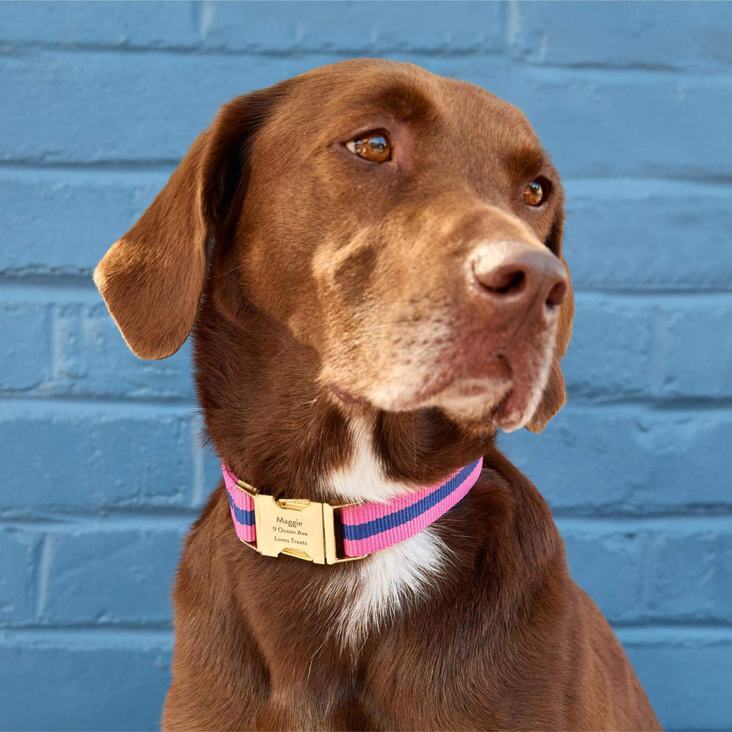 Sloane Striped Webbing Dog Collar