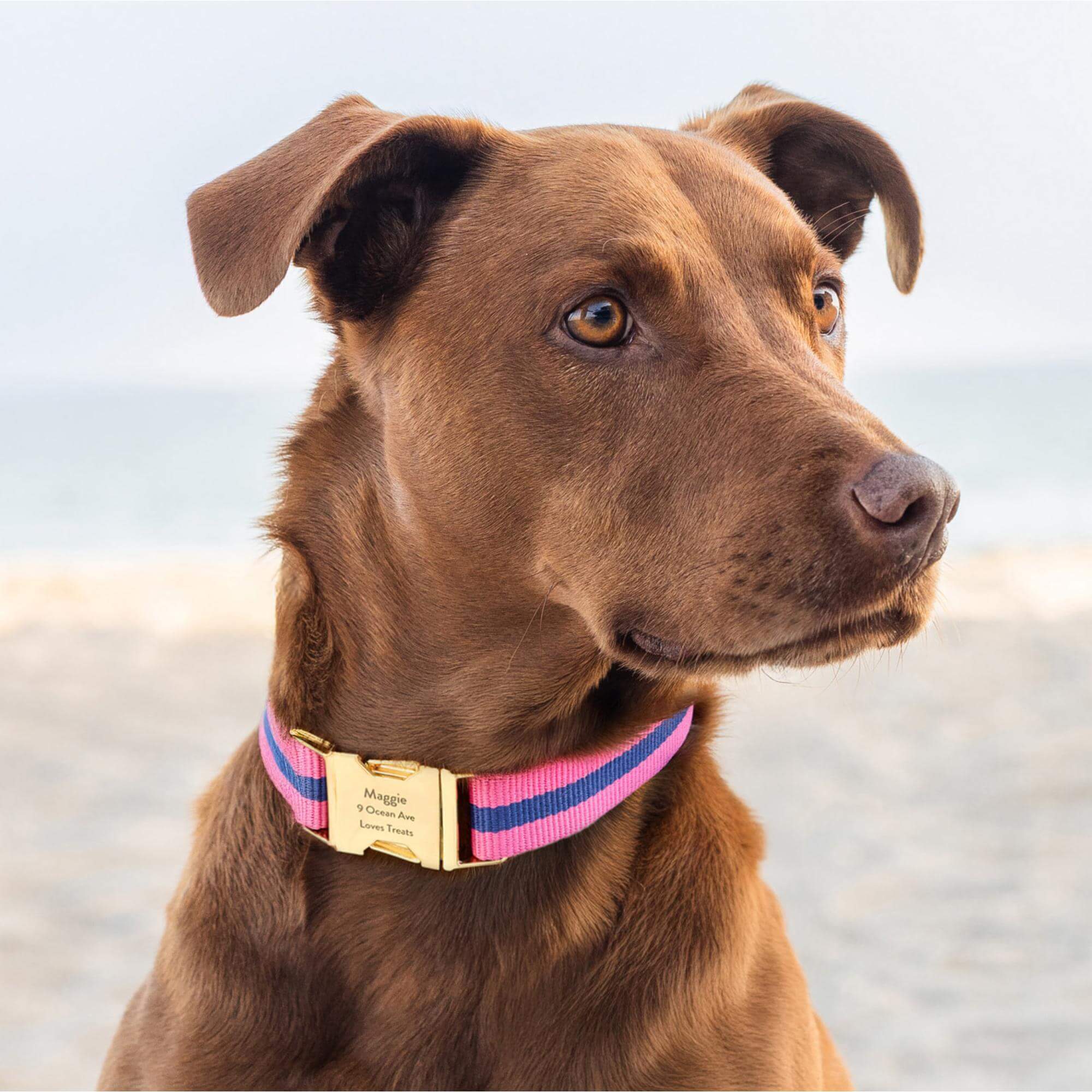 Sloane Striped Webbing Dog Collar
