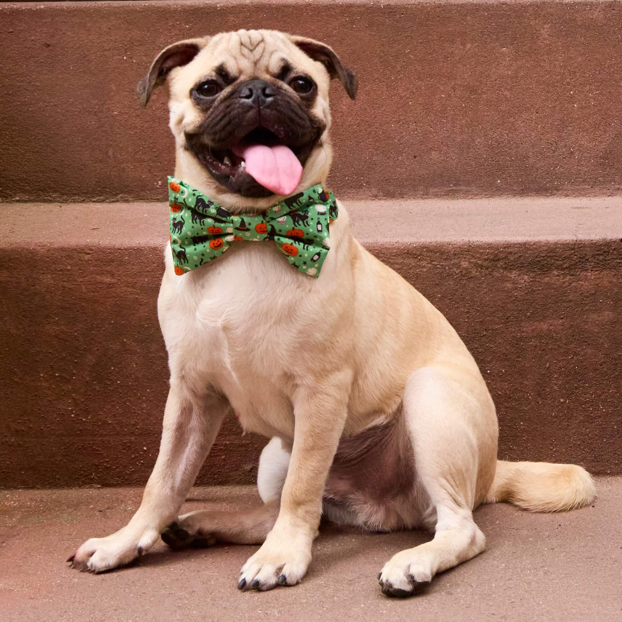 Spellbound Bow Tie Collar