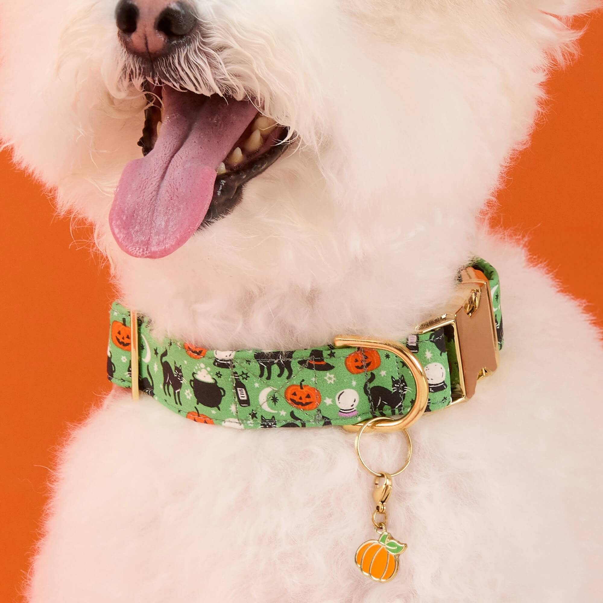 Spellbound Dog Collar