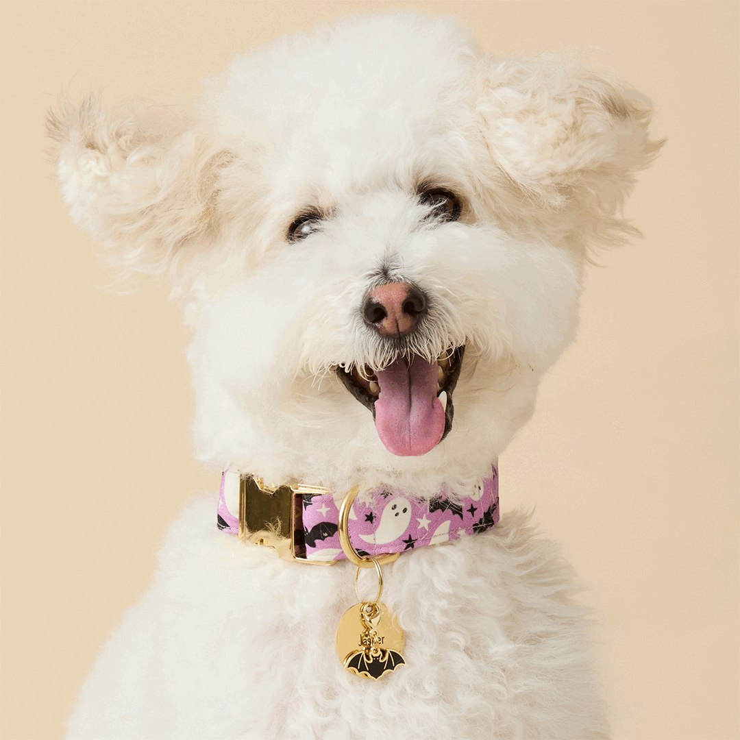 Spooky Season Dog Collar