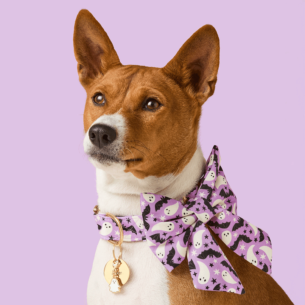 Spooky Season Lady Bow Collar