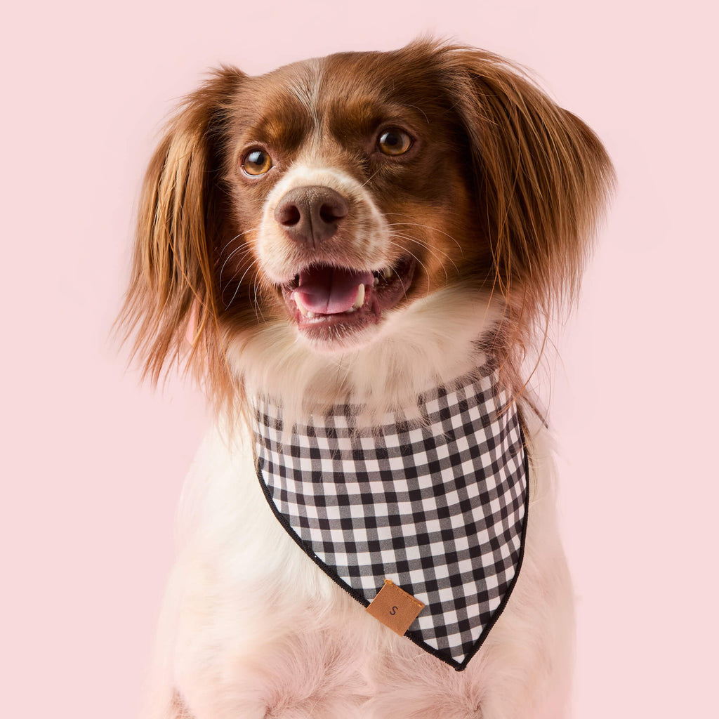 Spooky Season Reversible Dog Bandana