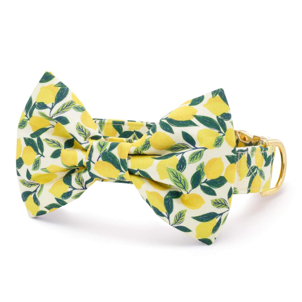 Lemon Zest Bow Tie Collar
