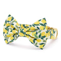 Lemon Zest Bow Tie Collar