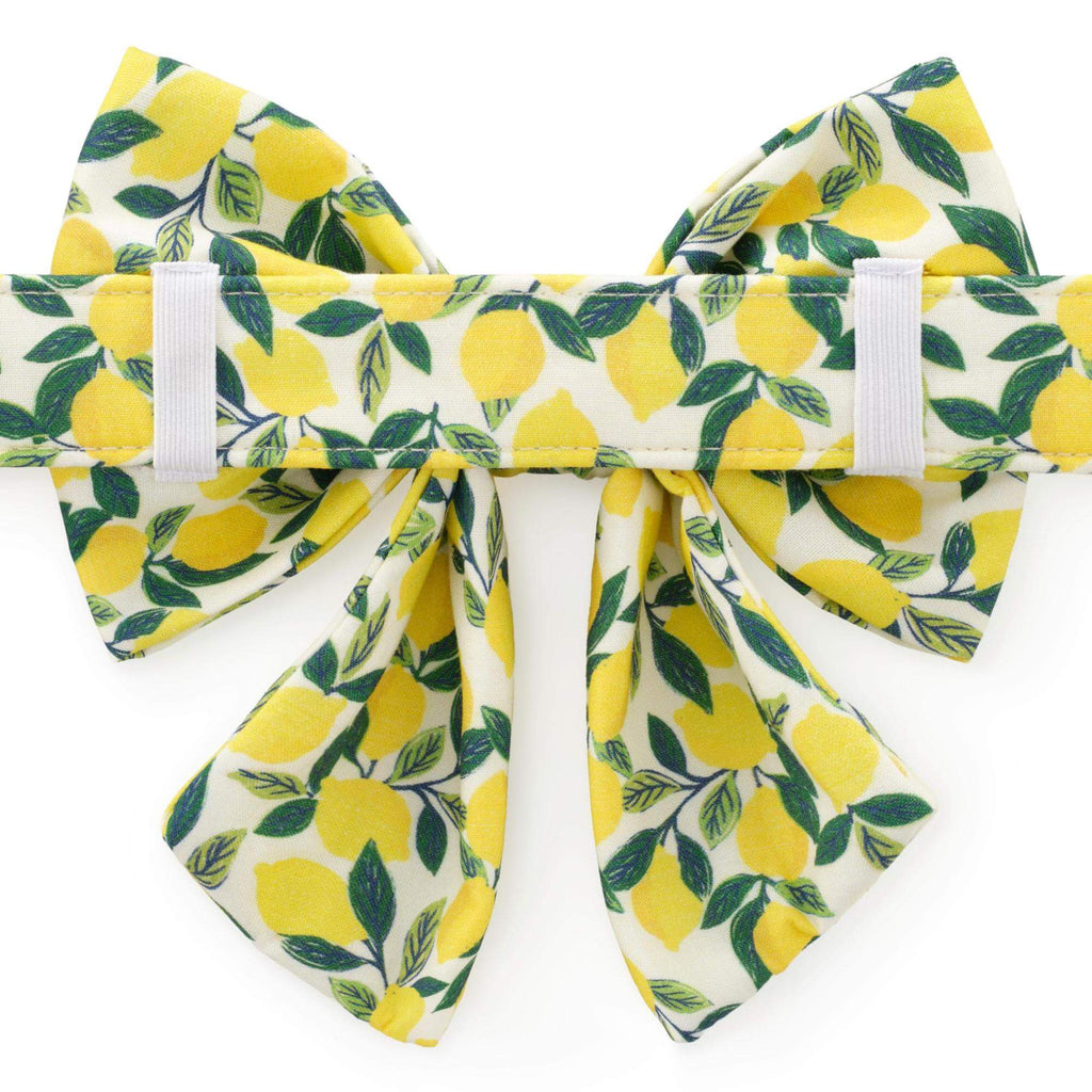 Lemon Zest Lady Bow Collar