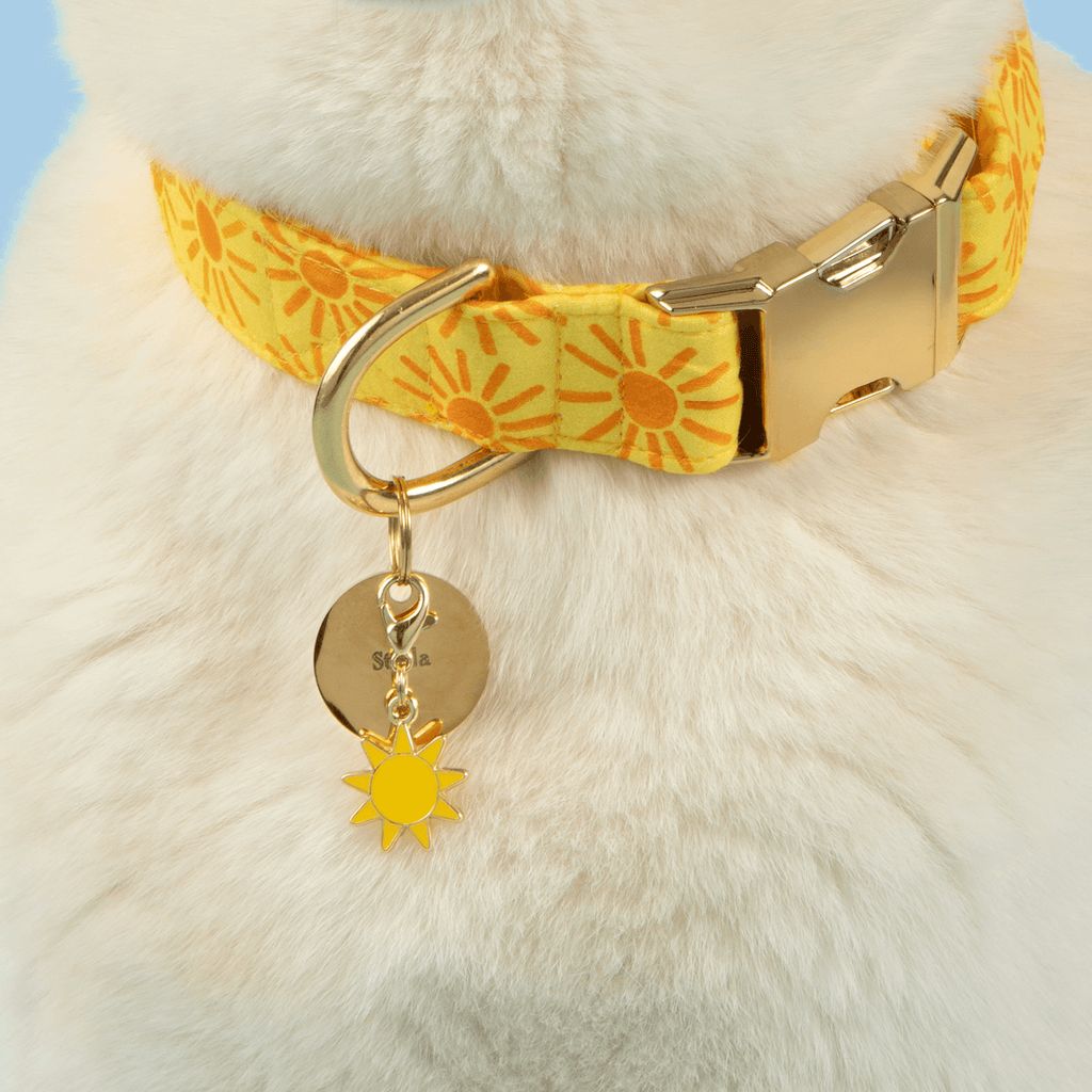 Here Comes the Sun Dog Collar