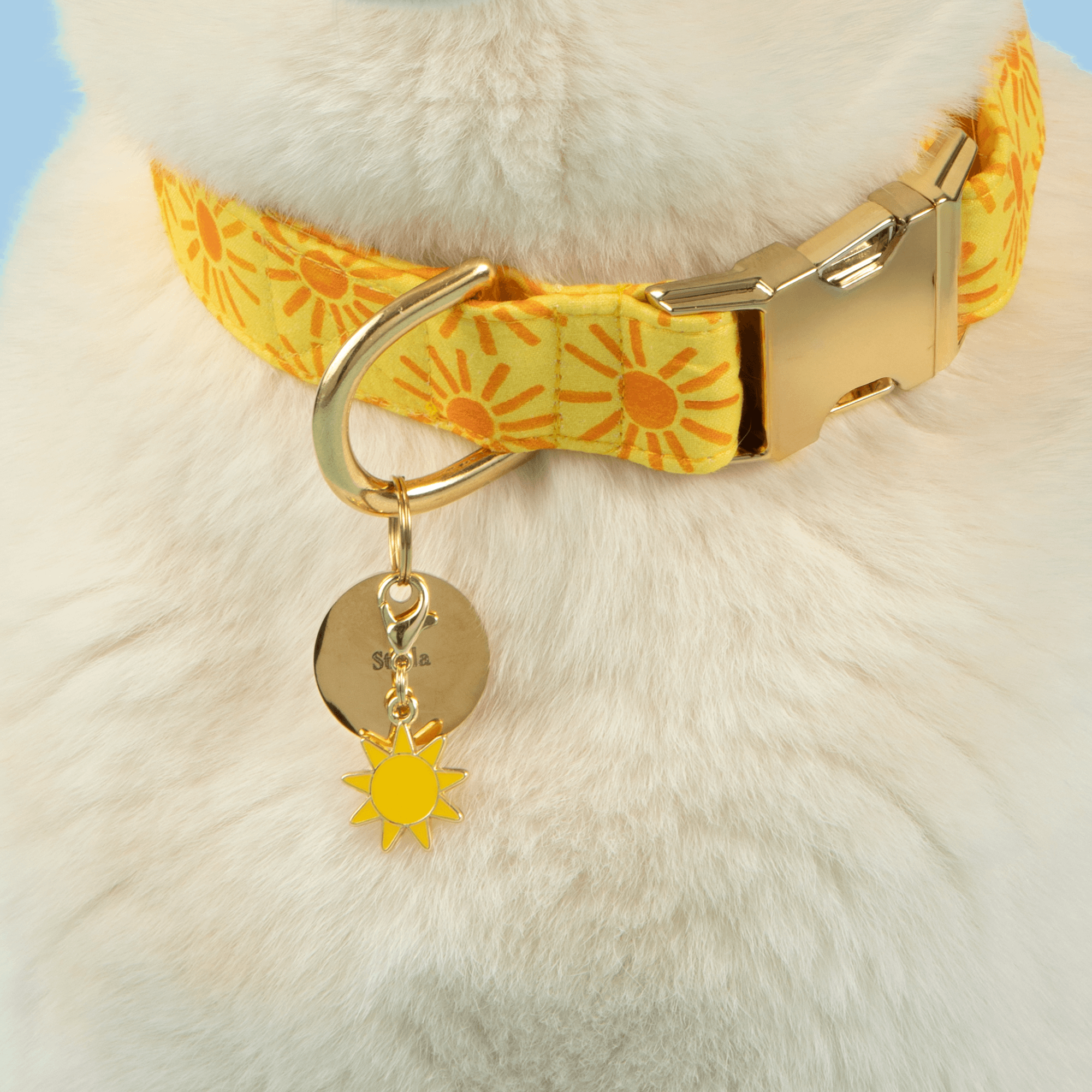 Here Comes the Sun Dog Collar