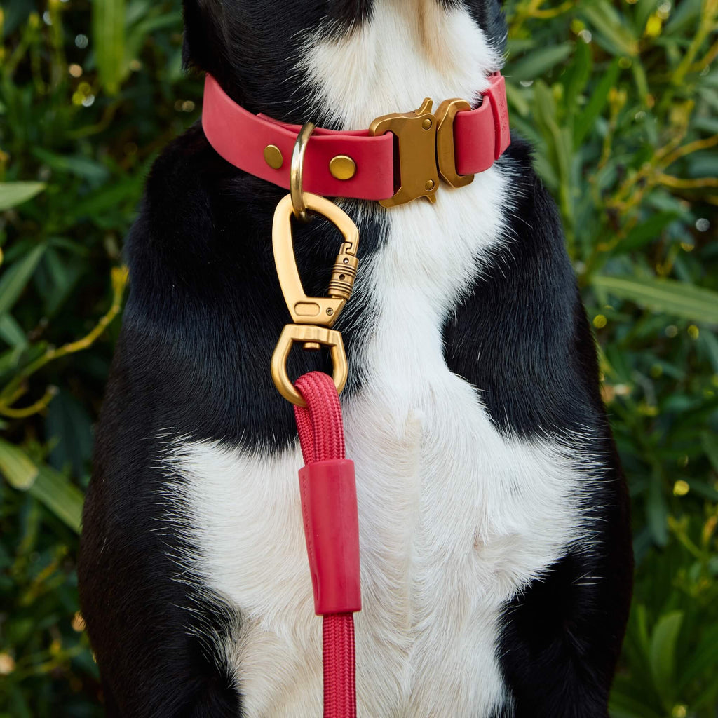 Active Flex Dog Collar, Ember