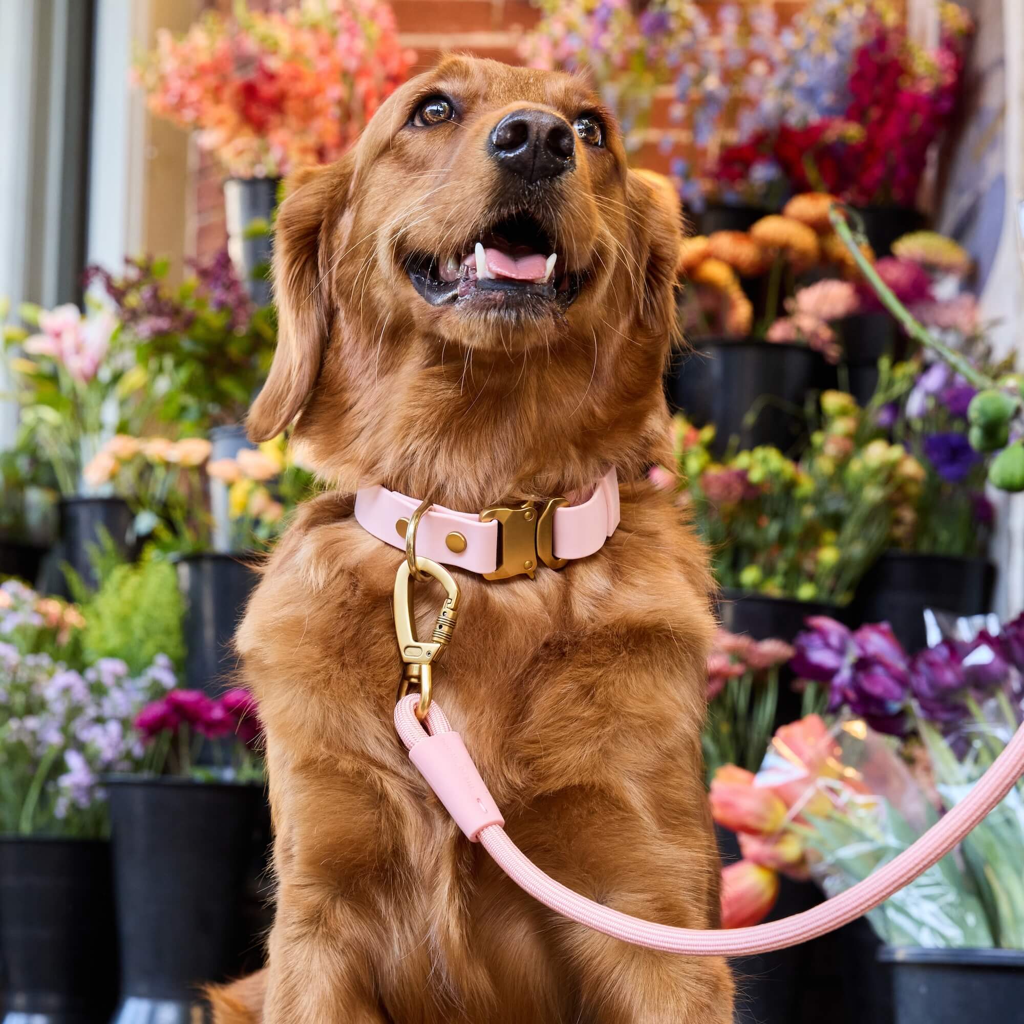 Active Flex Dog Collar, Shell