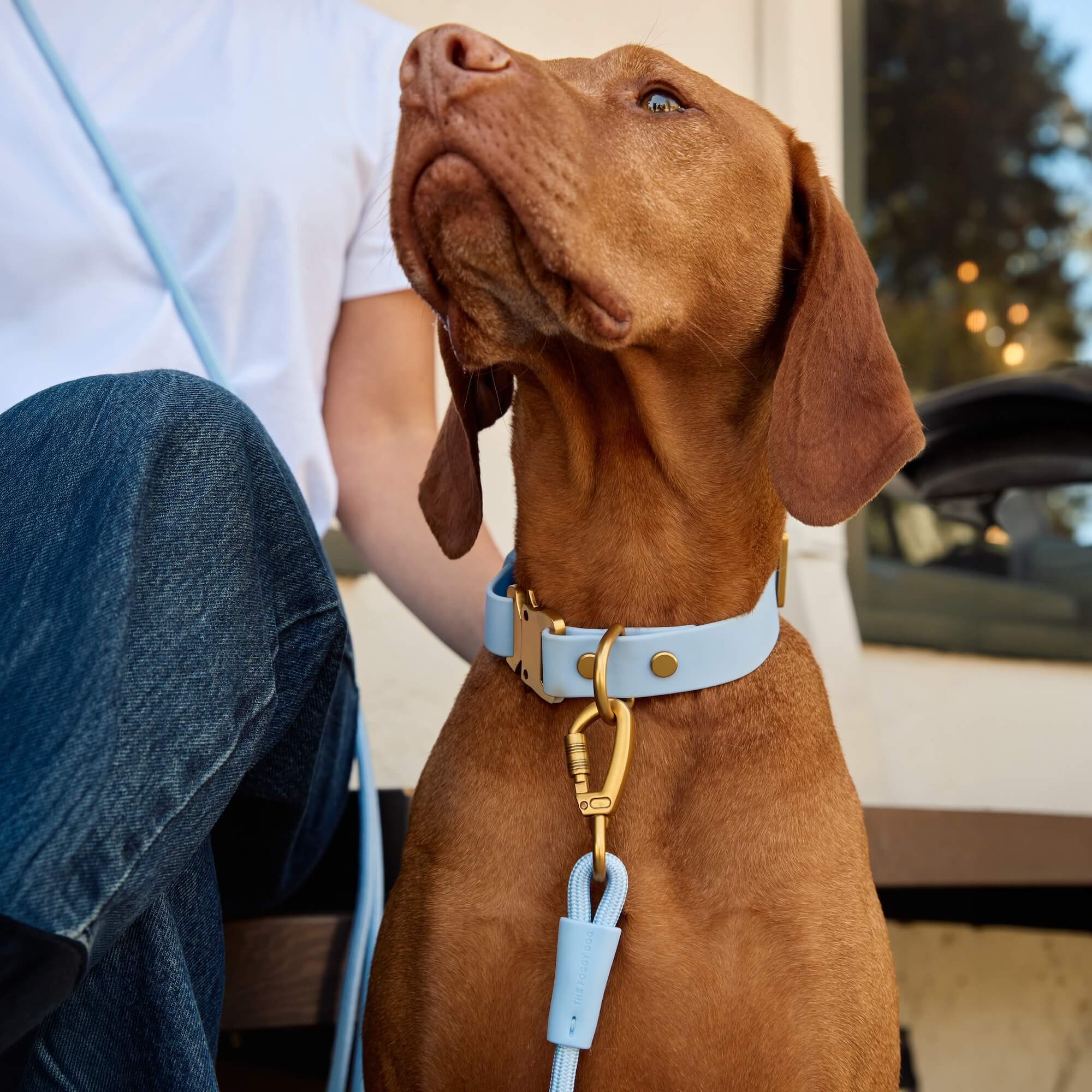 Active Flex Dog Collar, Alpine