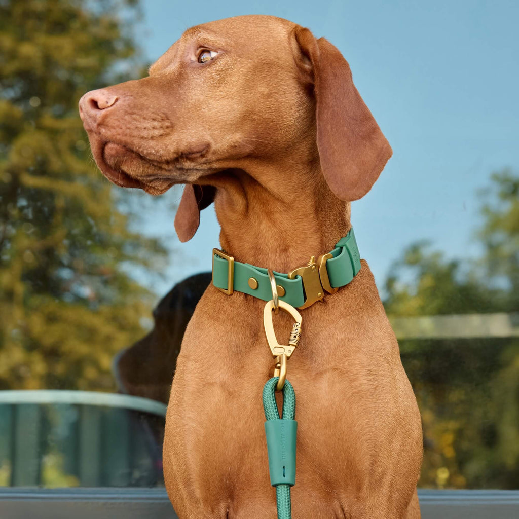 Active Flex Dog Collar, Fern