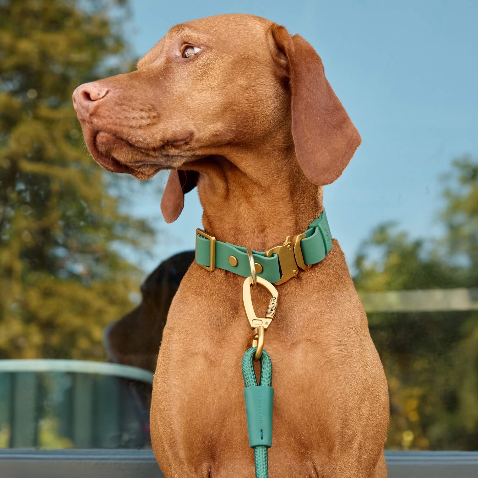 Active Flex Dog Collar, Fern