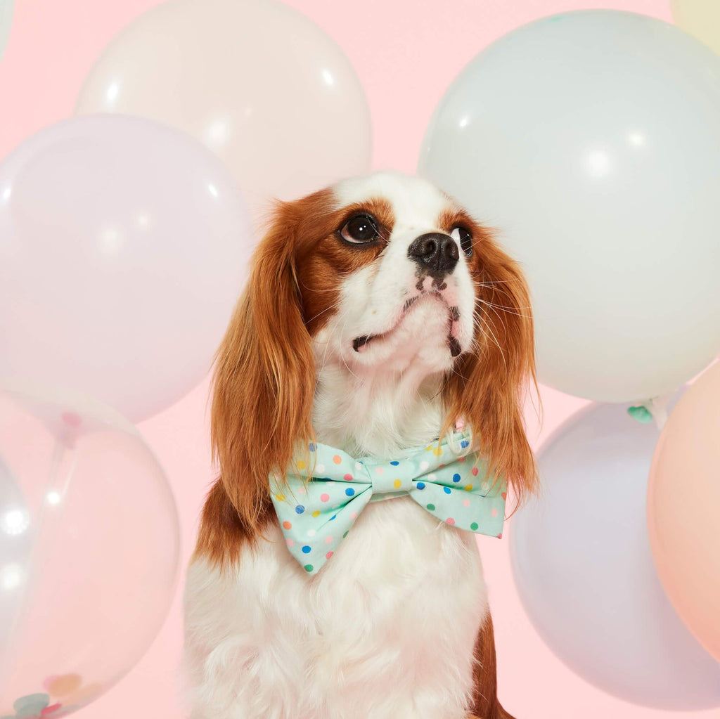 Confetti Dots Bow Tie Collar