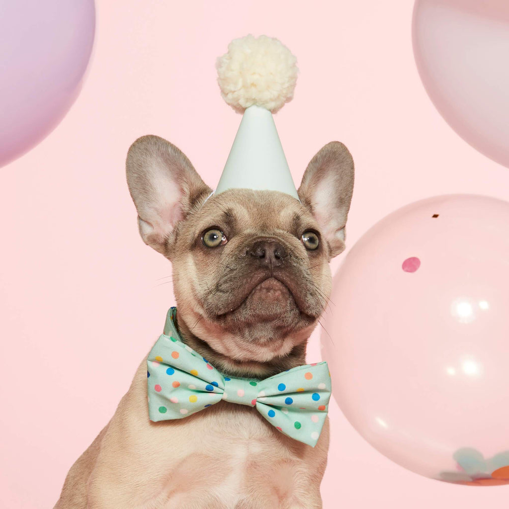 Confetti Dots Bow Tie Collar