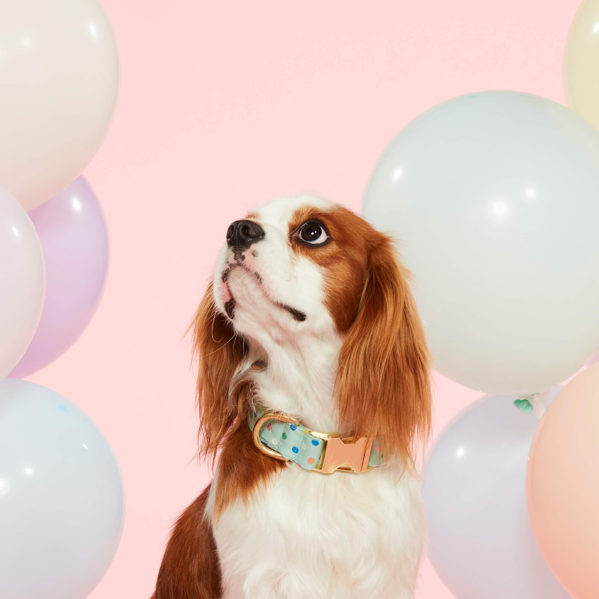 Confetti Dots Dog Collar
