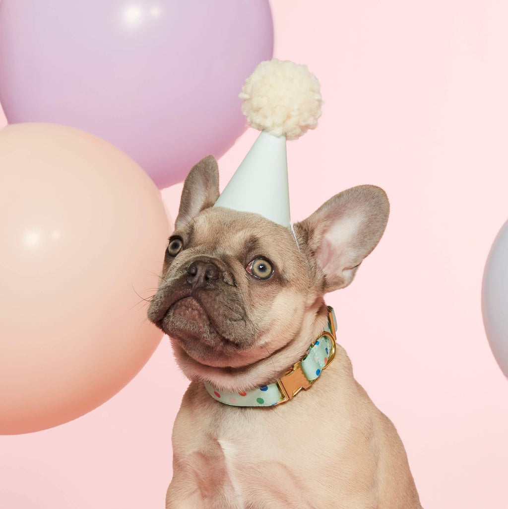 Confetti Dots Dog Collar