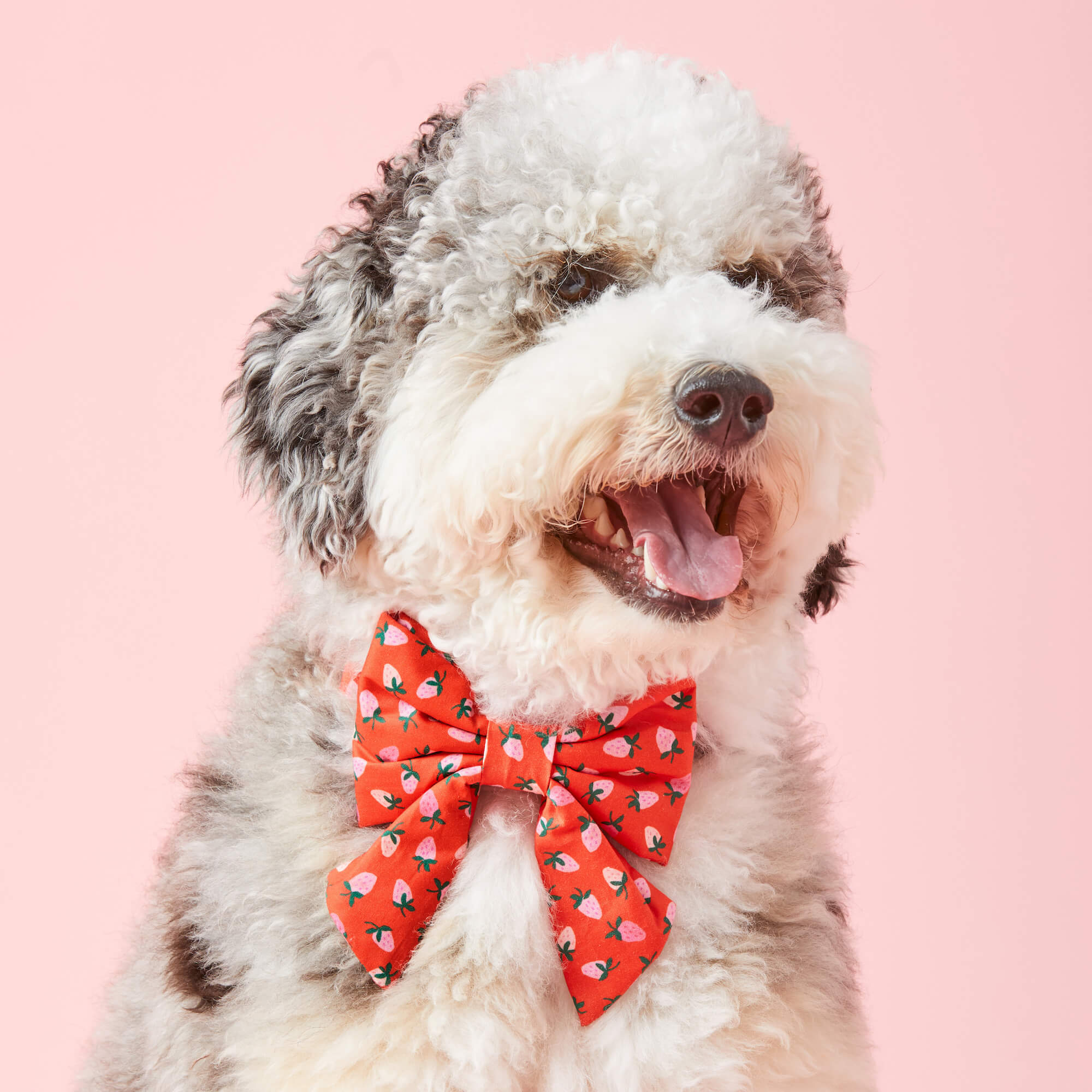 Berry Sweet Lady Bow Collar