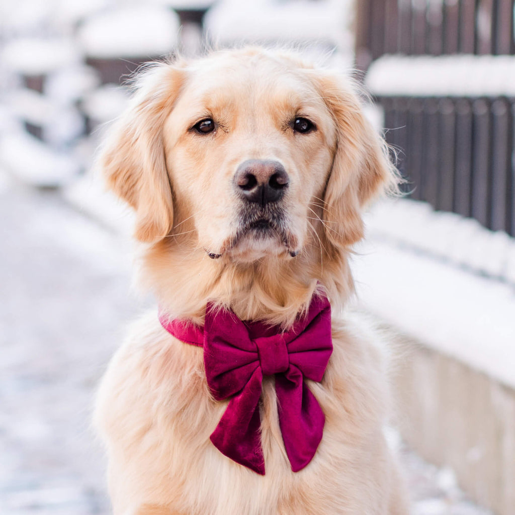 Burgundy Velvet Lady Bow Collar
