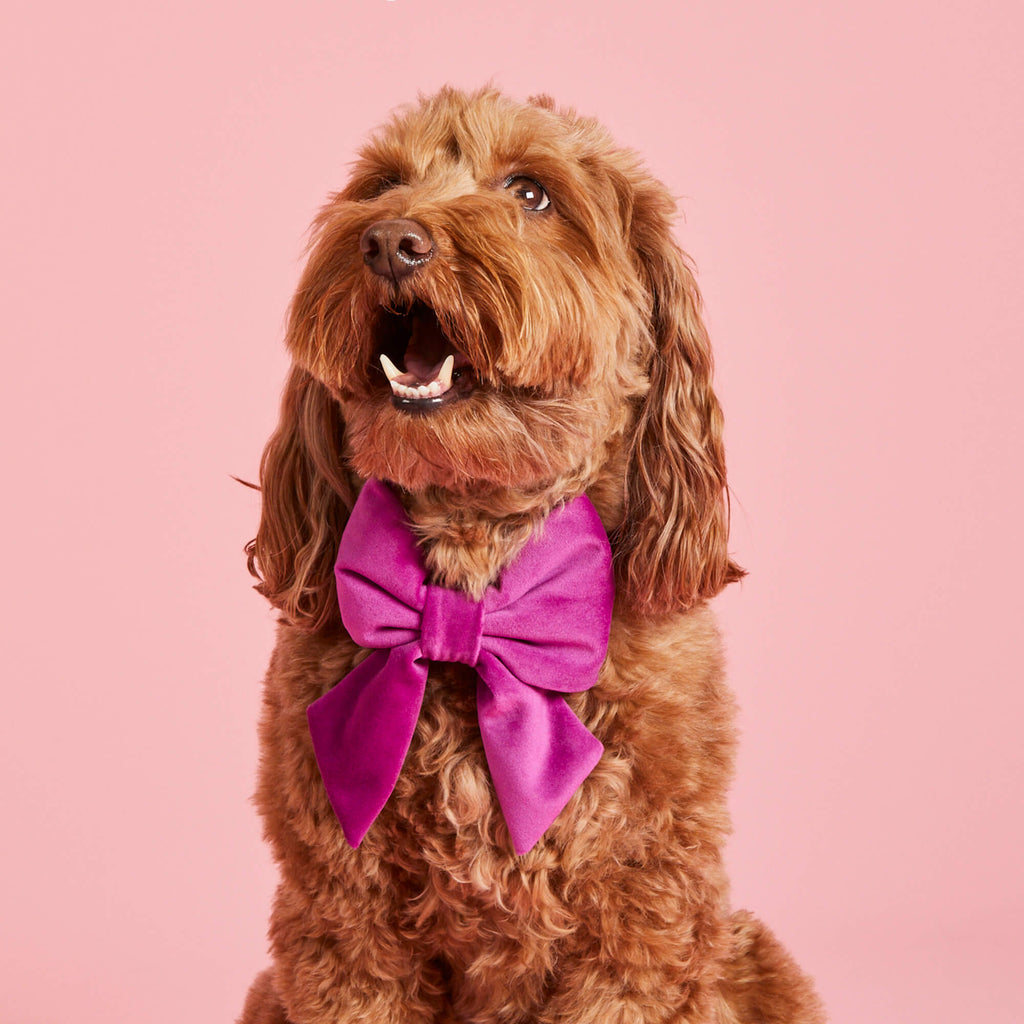 Plum Velvet Lady Bow Collar