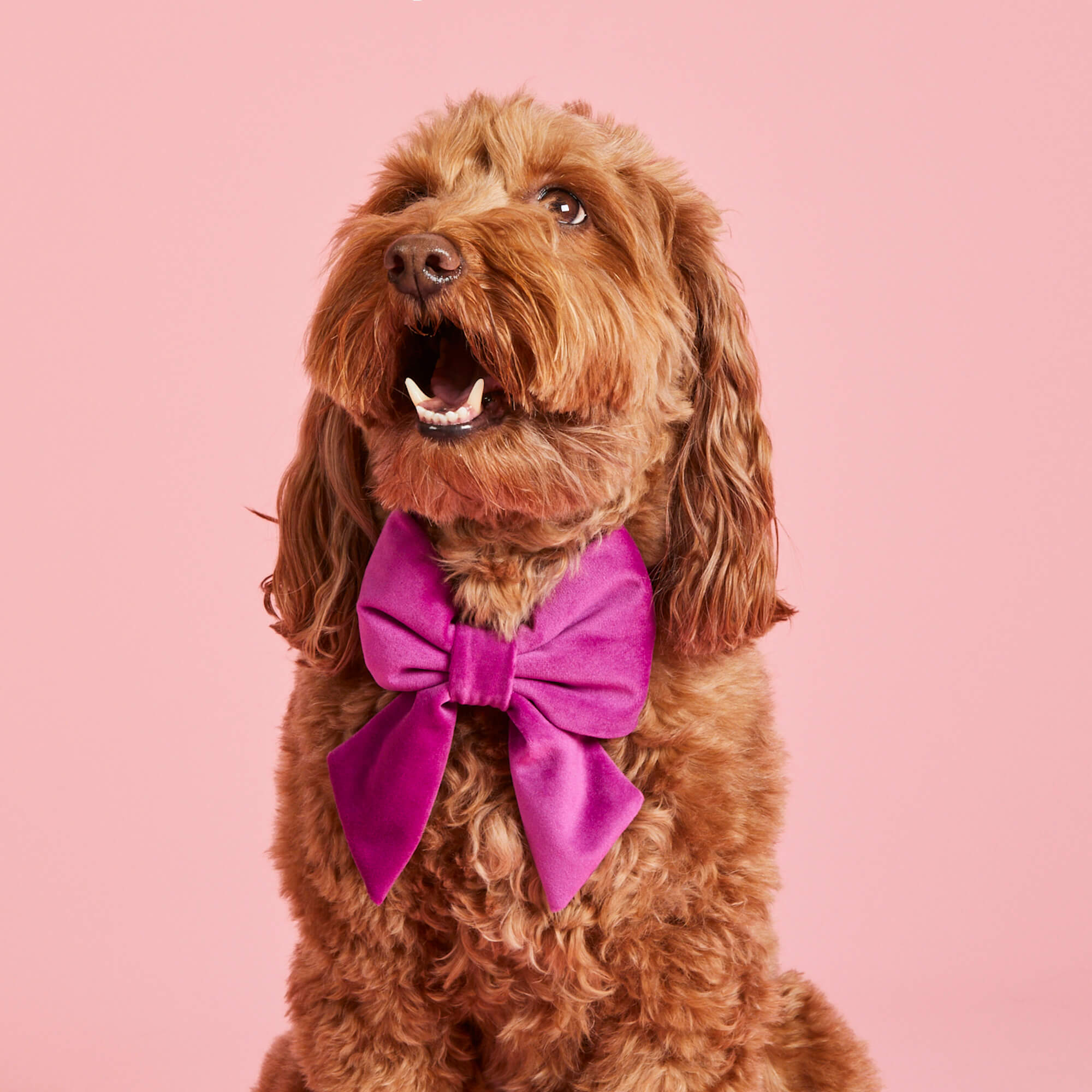 Plum Velvet Lady Bow Collar