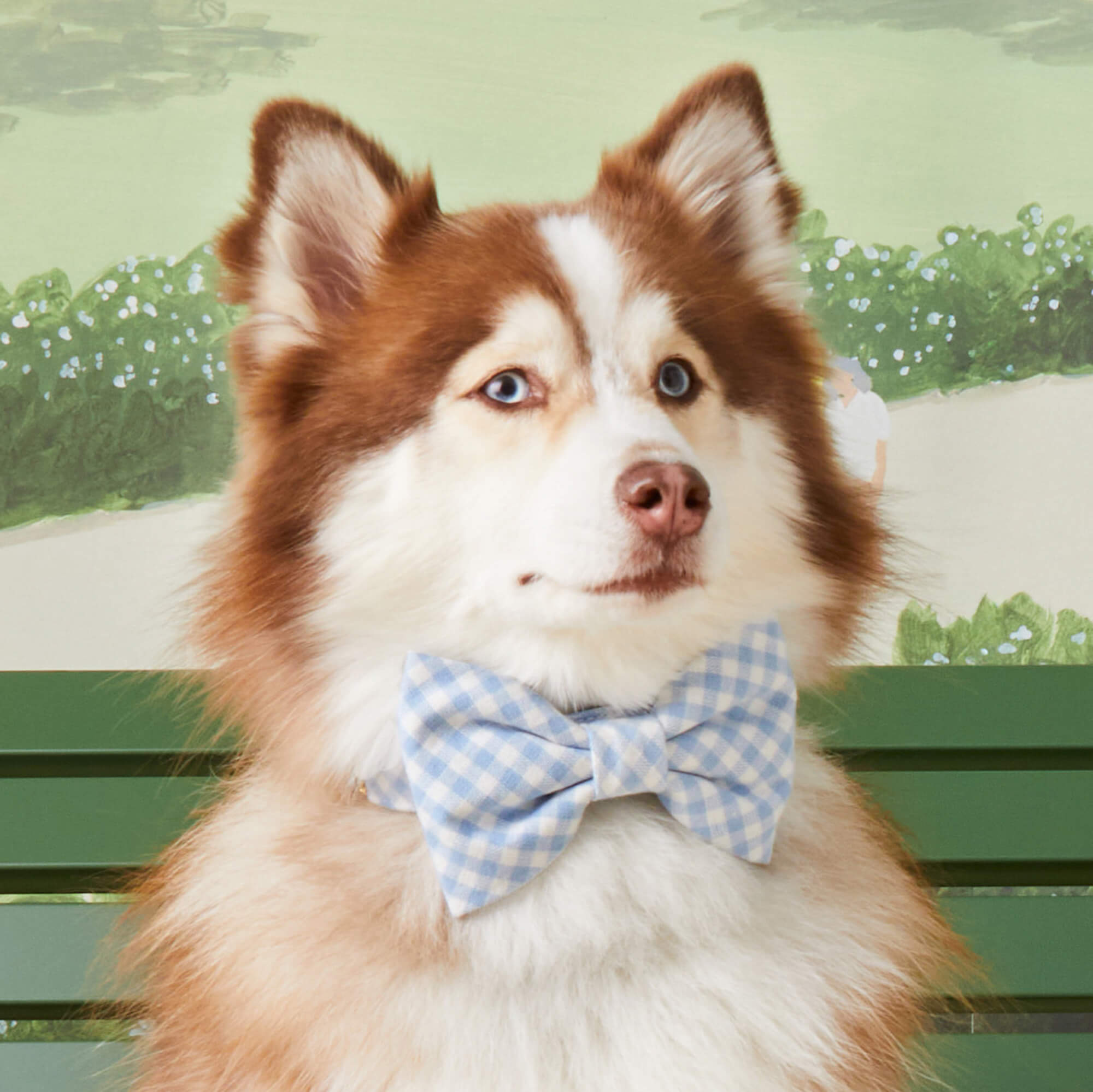 Sky Blue Gingham Bow Tie Collar