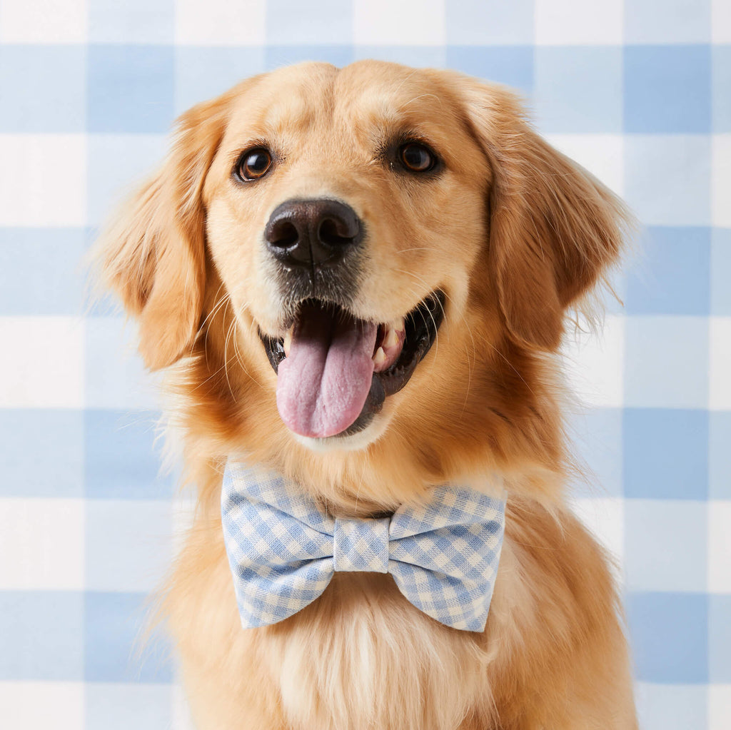 Sky Blue Gingham Bow Tie Collar