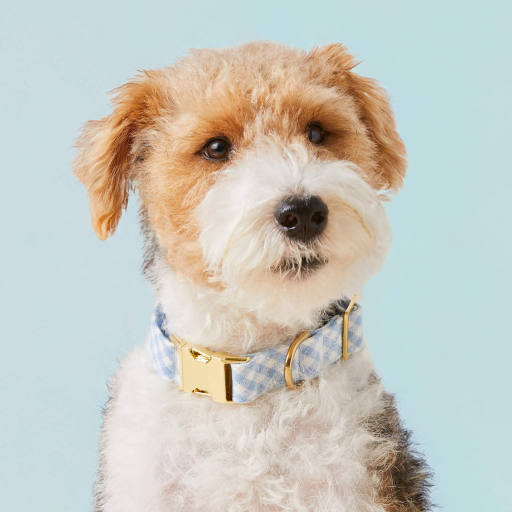 Sky Blue Gingham Dog Collar