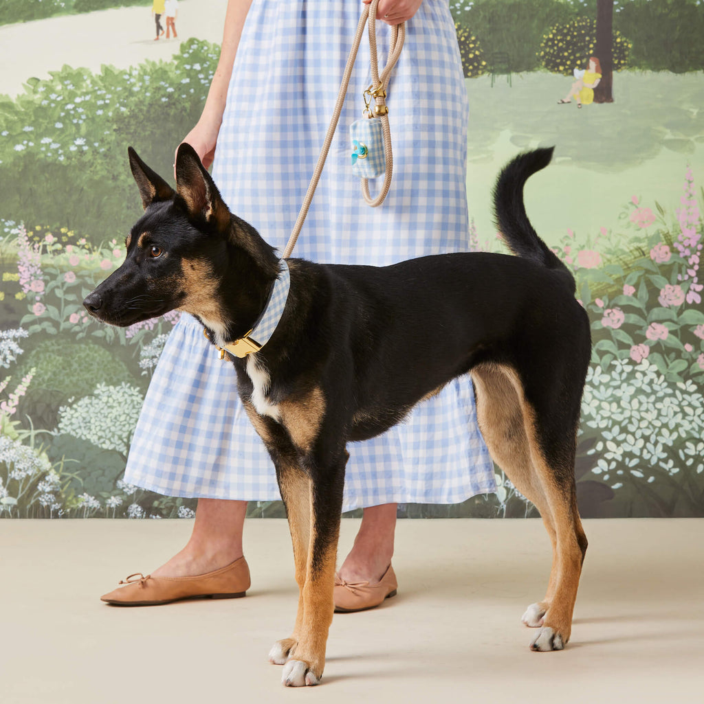 Sky Blue Gingham Collar Walk Set