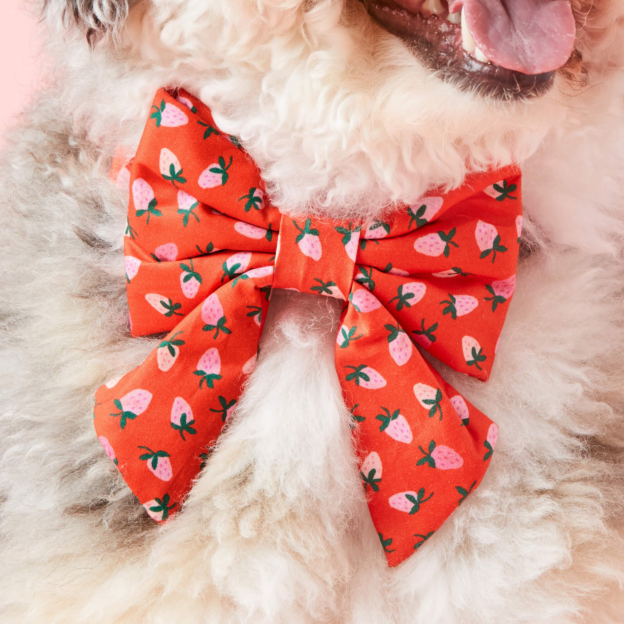 Berry Sweet Lady Bow Collar