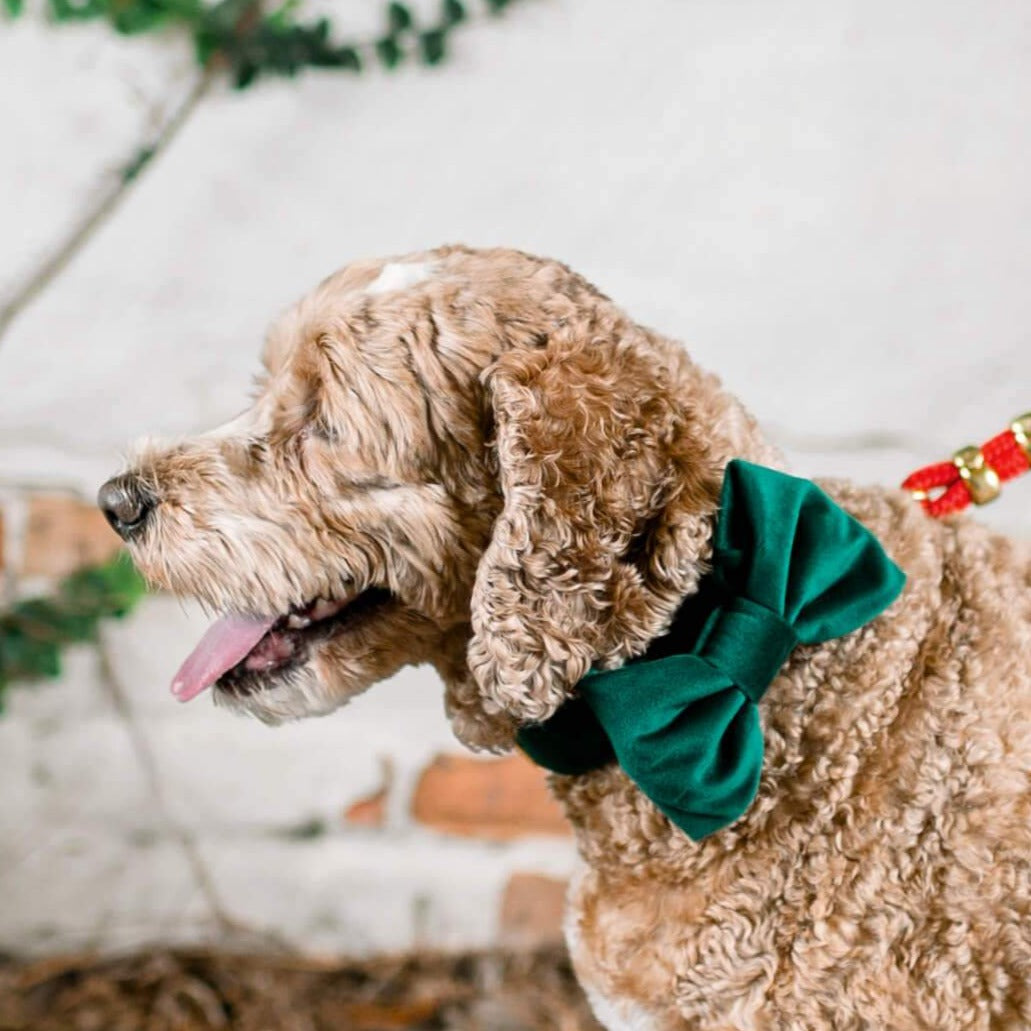 Forest Green Velvet Bow Tie Collar