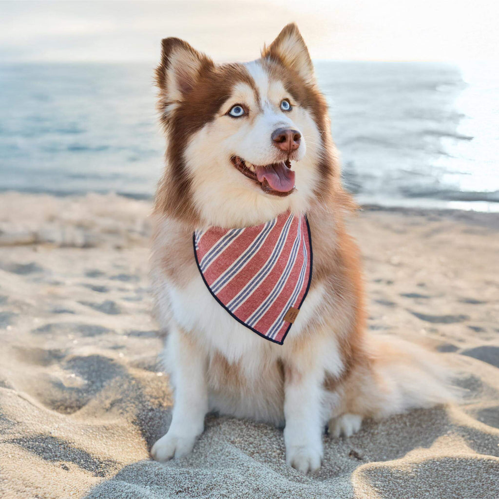 Nantucket Stripe Dog Bandana