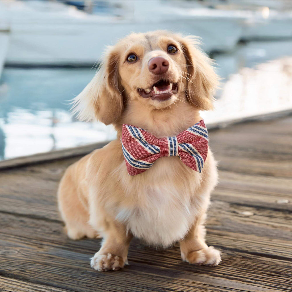 Nantucket Stripe Bow Tie Collar