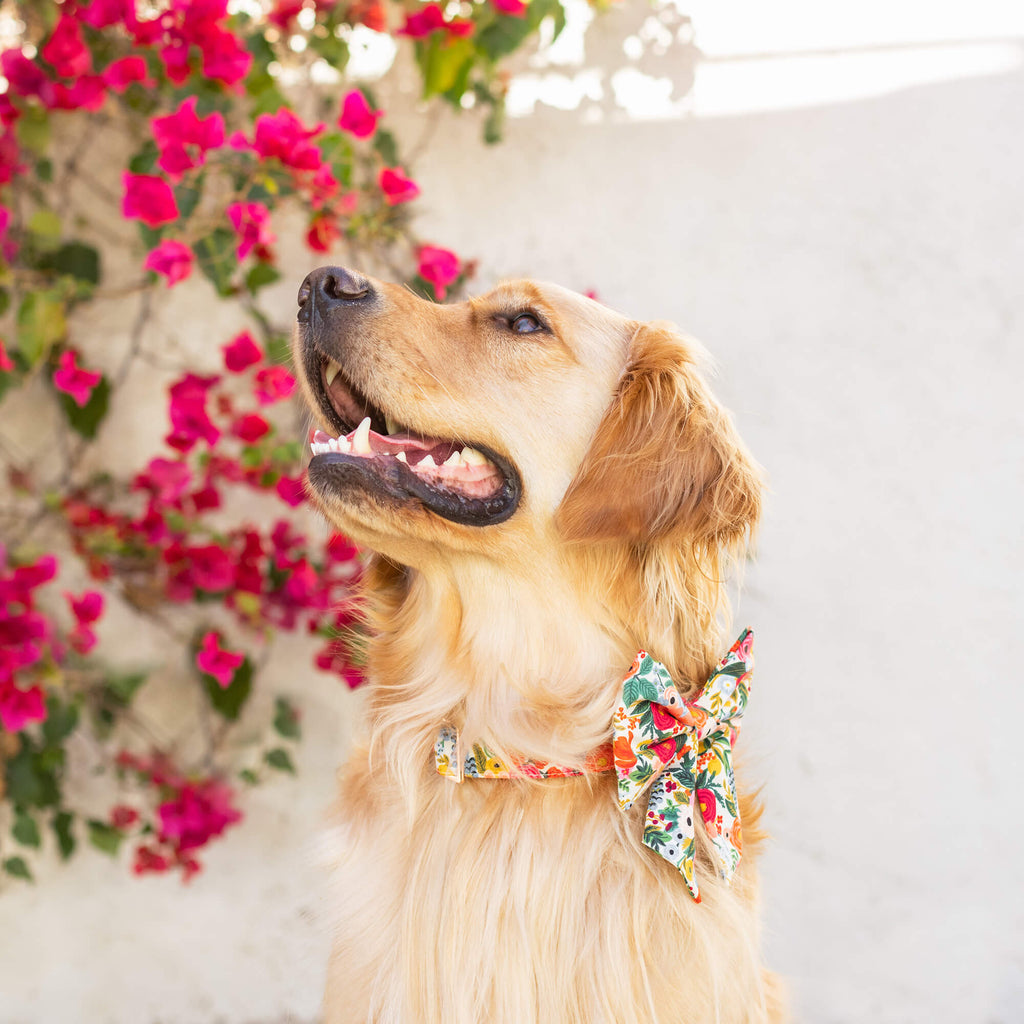 Garden Party Lady Bow Collar