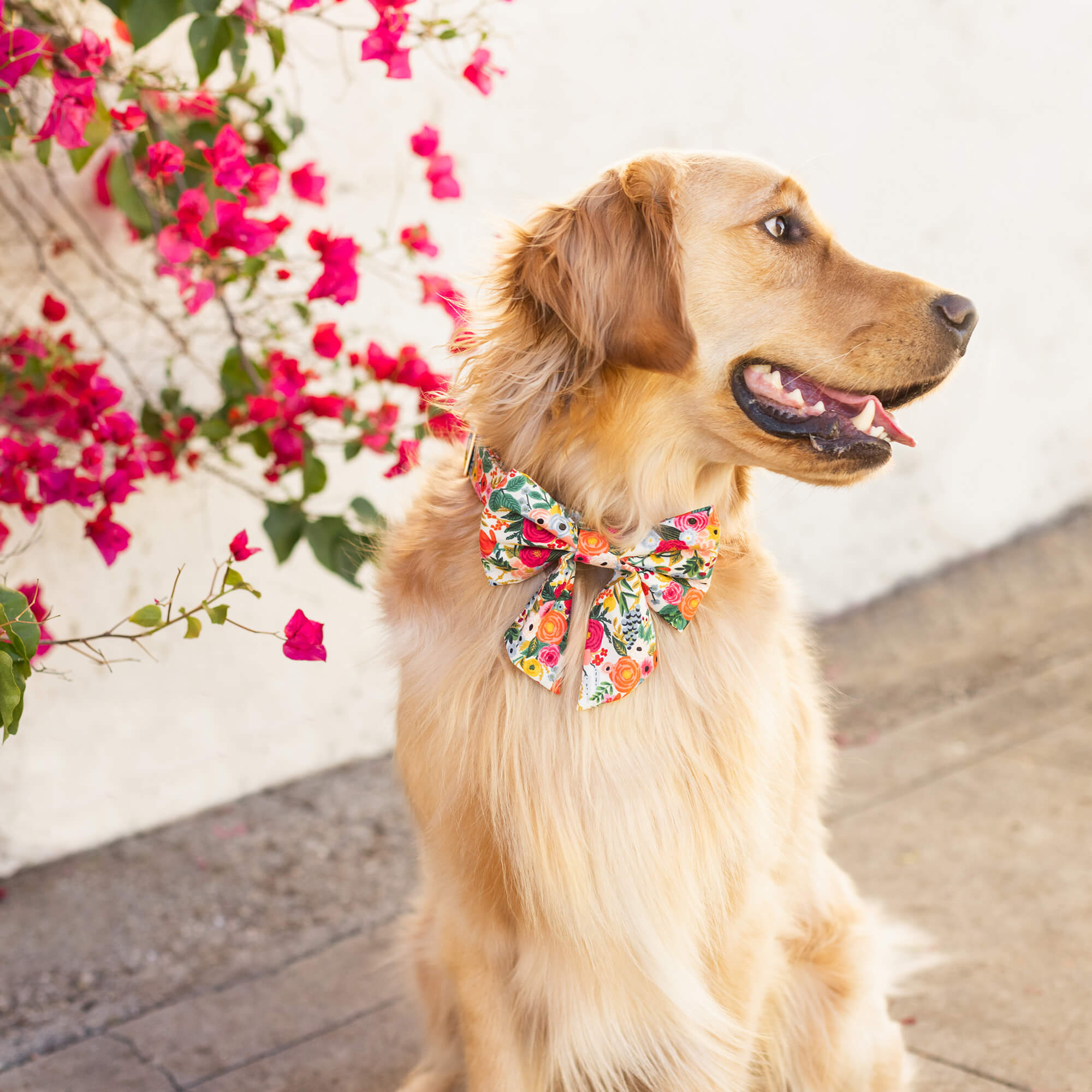 Garden Party Lady Bow Collar