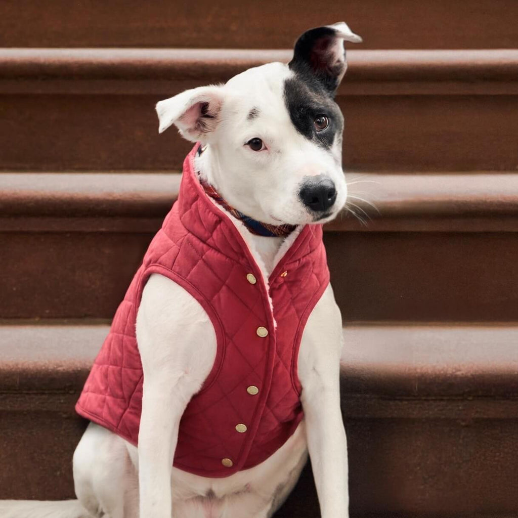 Currant Sherpa-Lined Reversible Dog Jacket