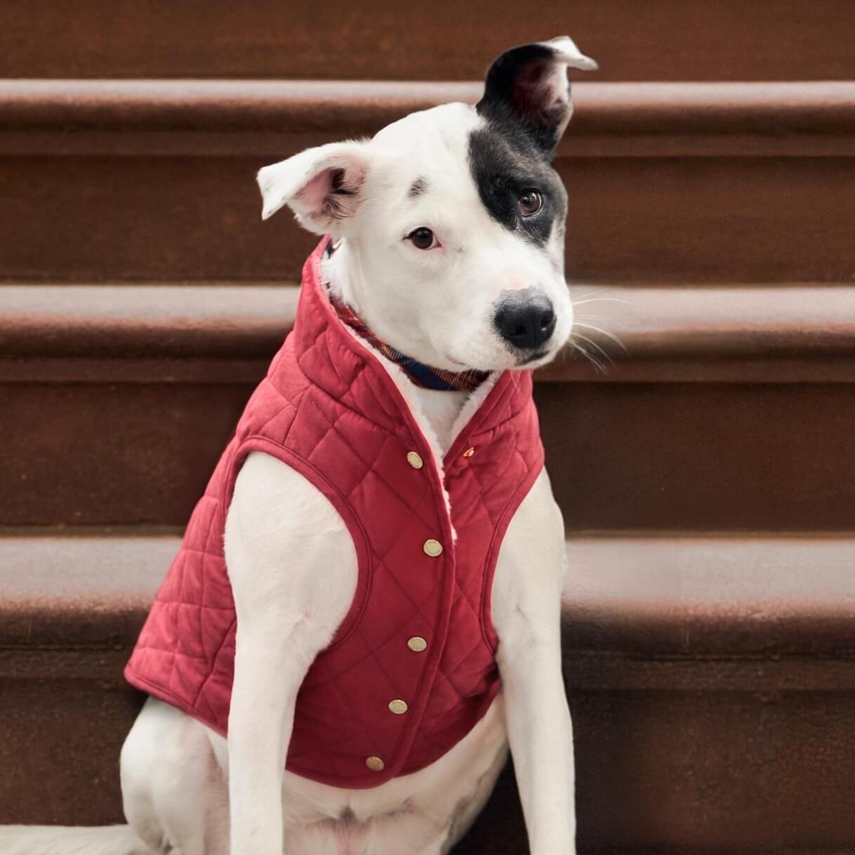 Currant Sherpa-Lined Reversible Dog Jacket