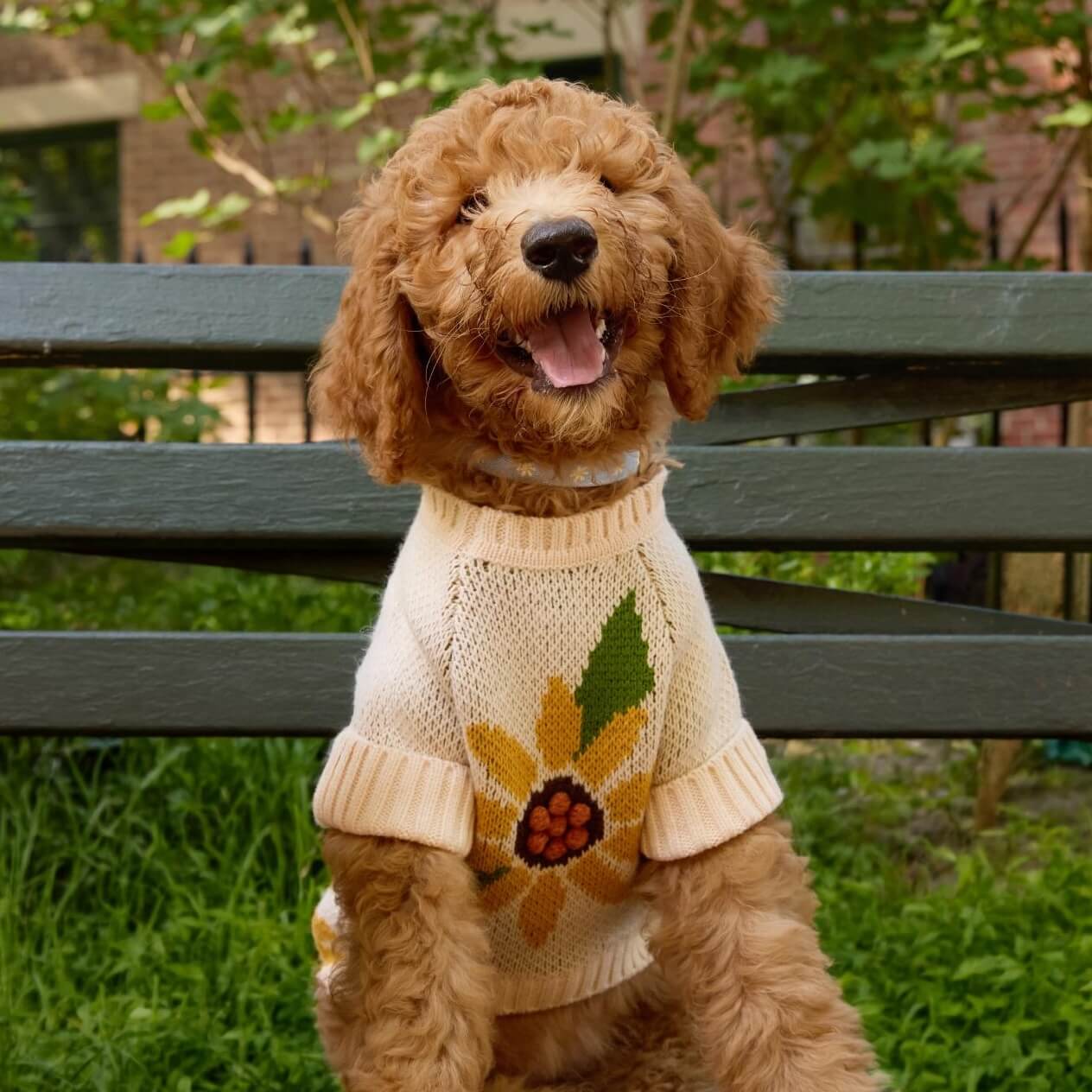 Sunflower Dog Sweater